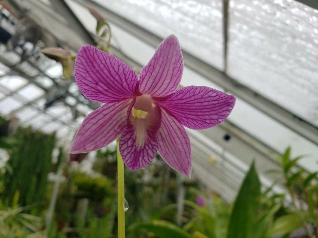 Dendrobium bigibbum 5