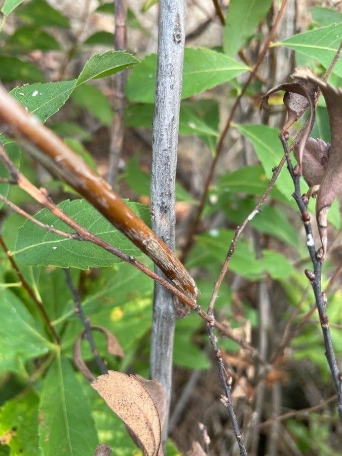 Spirea bianca 24