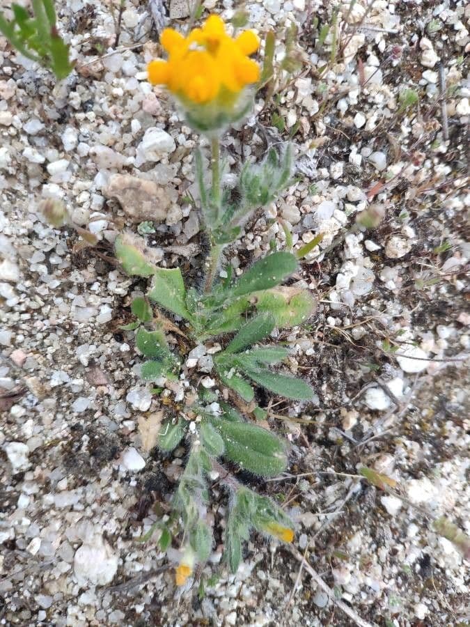 Anthyllis 16