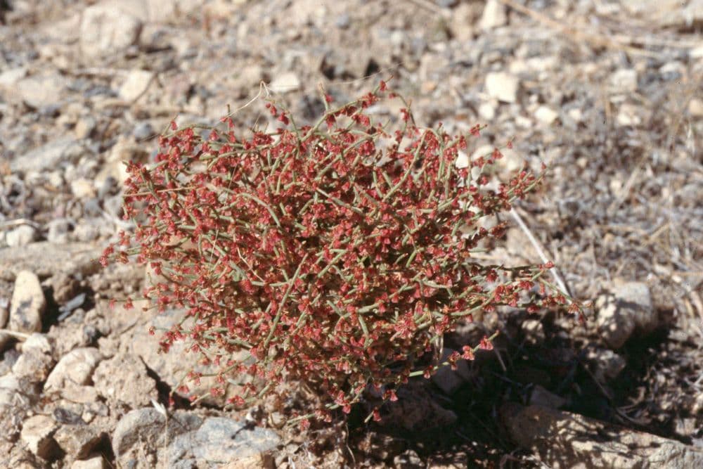 Eriogonum nidularium 10