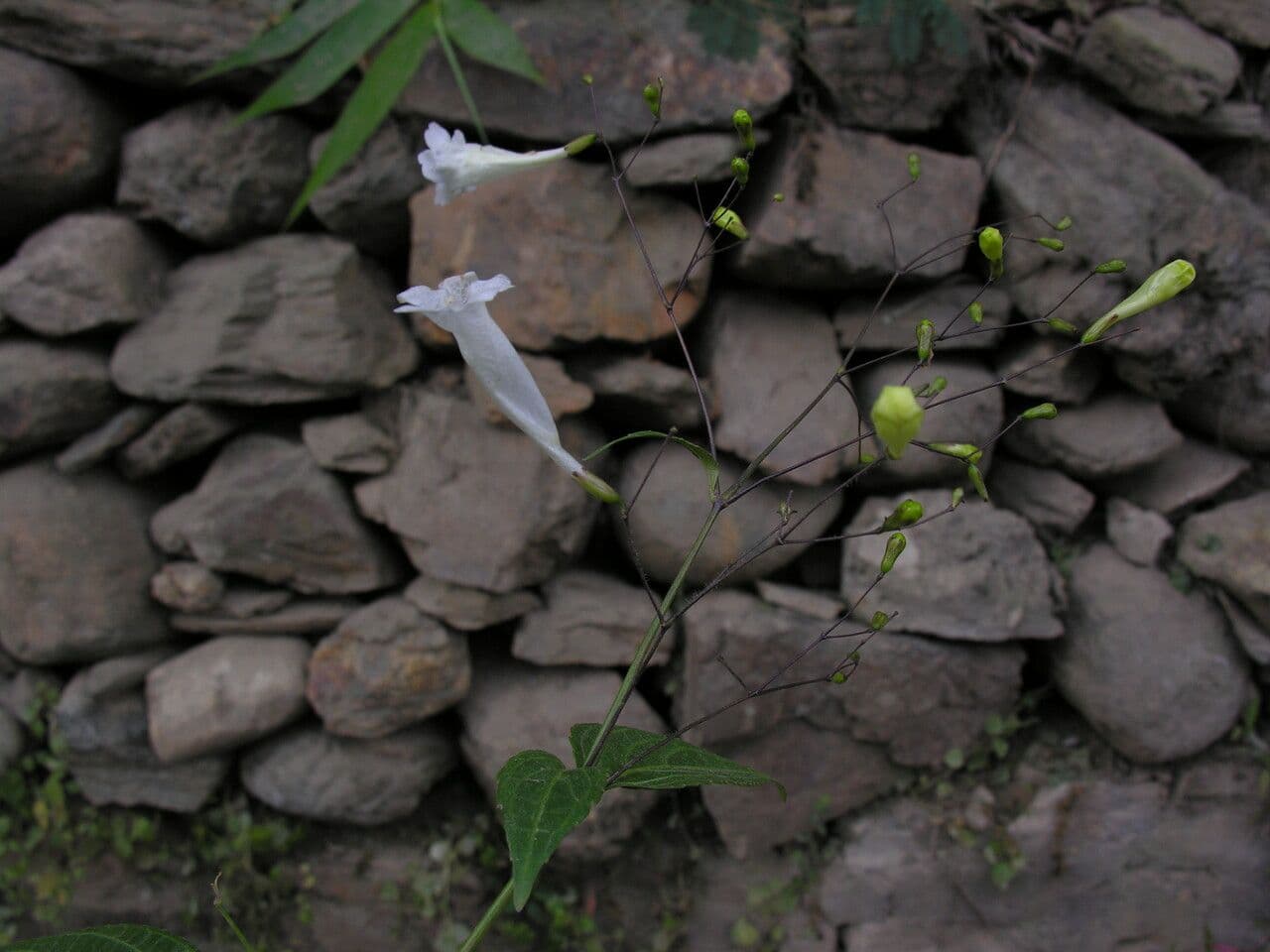 Strobilanthes 6