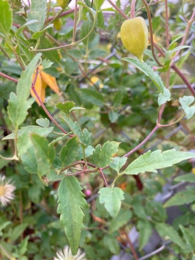 Clematis 20