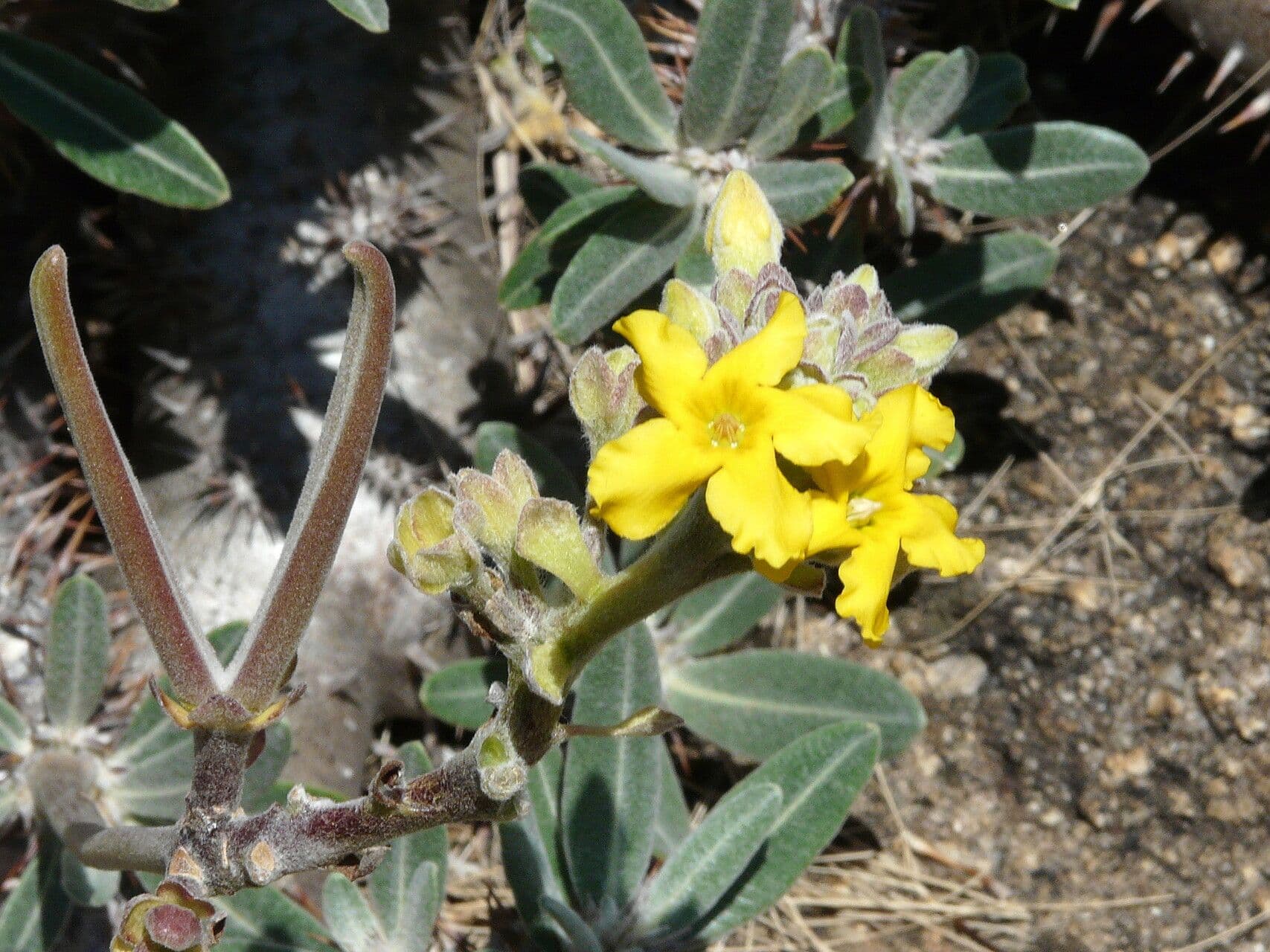 Pachypodium 3