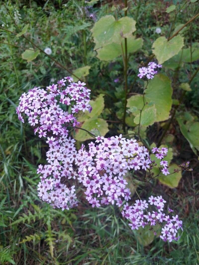 Pericallis 6