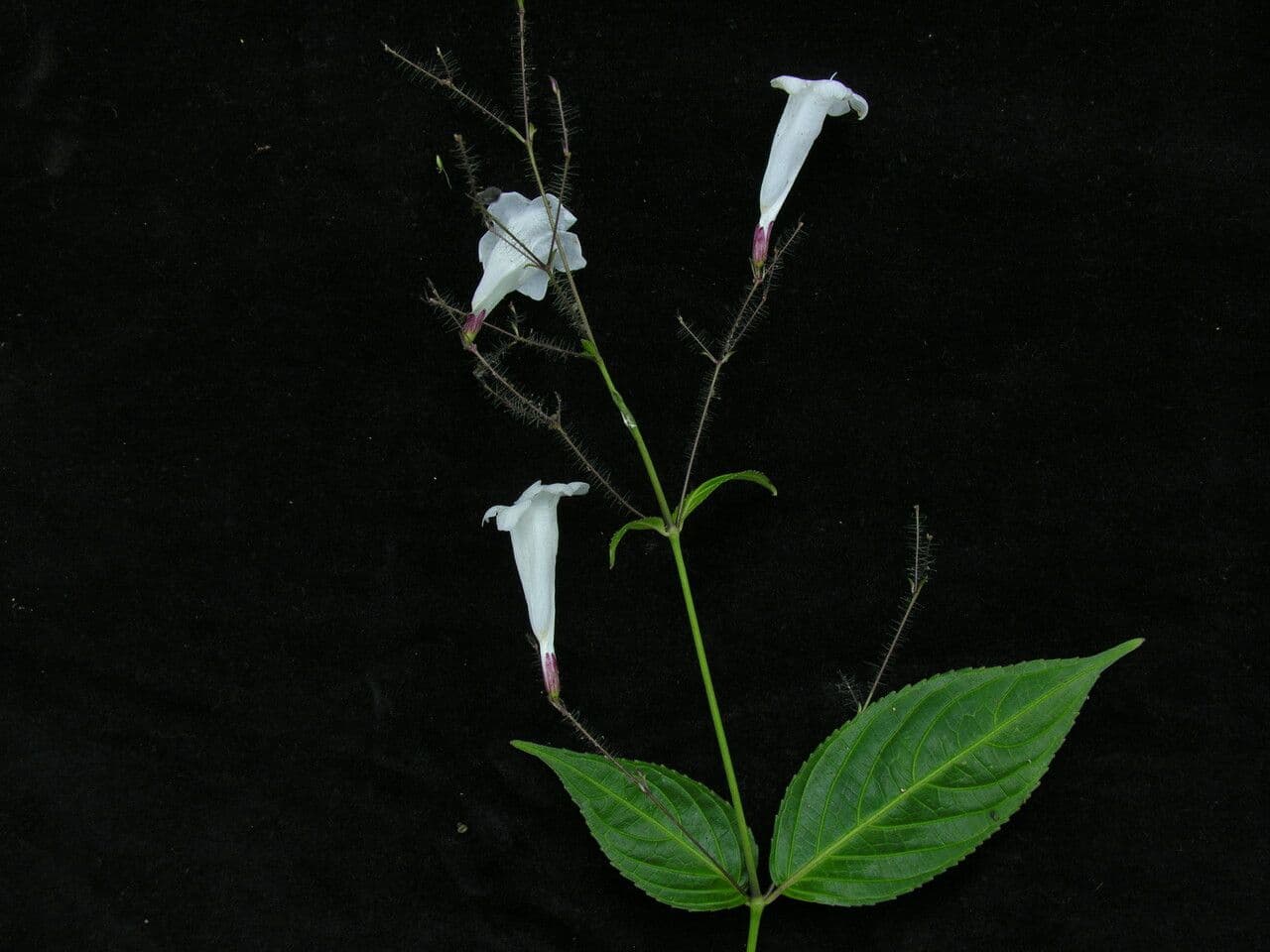 Strobilanthes 9