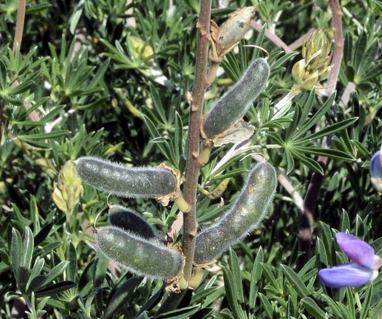 Chamisso-Lupine 15