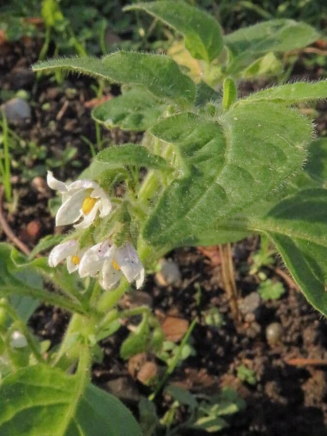 Solano argentino 9