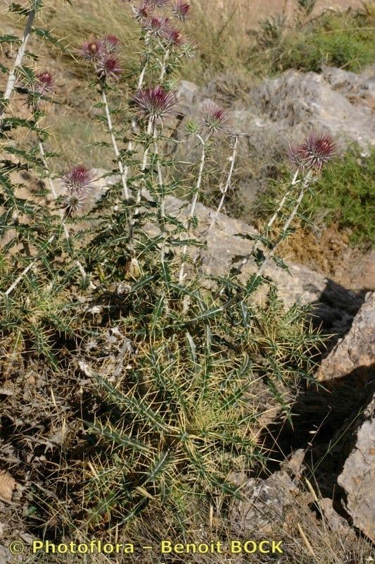 Ptilostemon 7