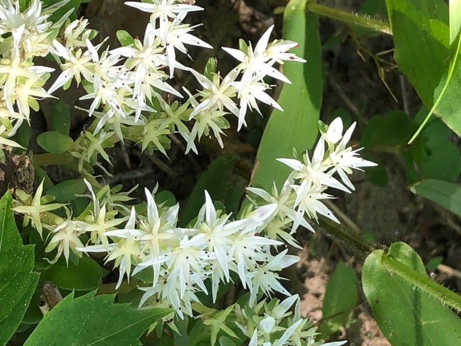 Sedum glauco