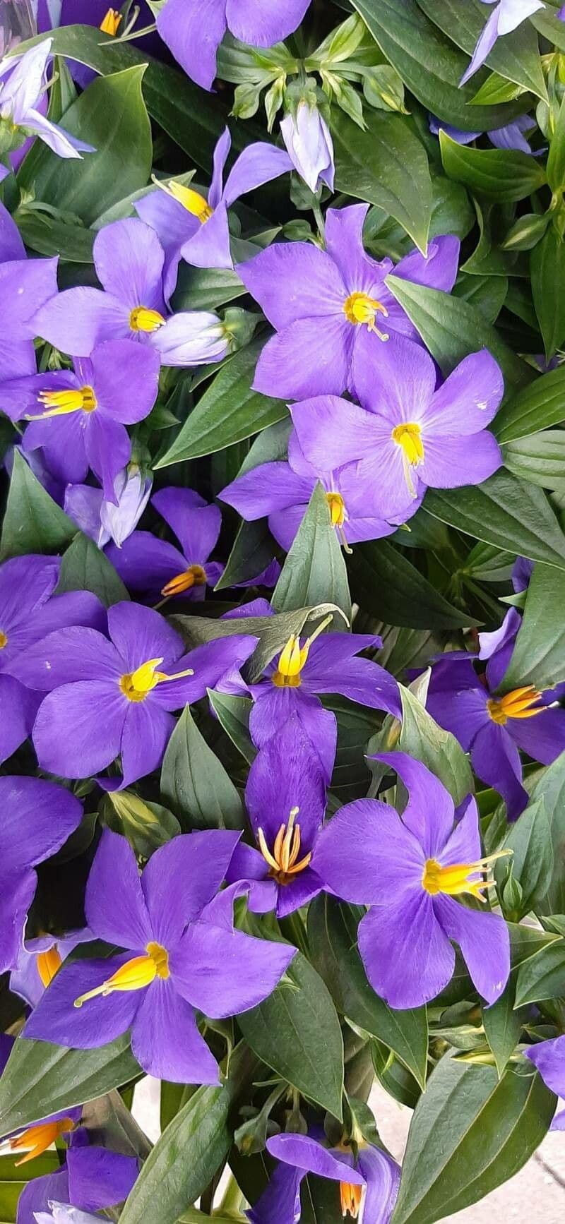 Exacum 2