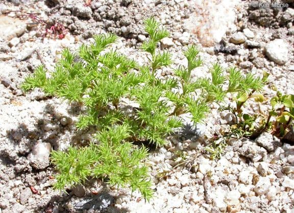 Loeflingia