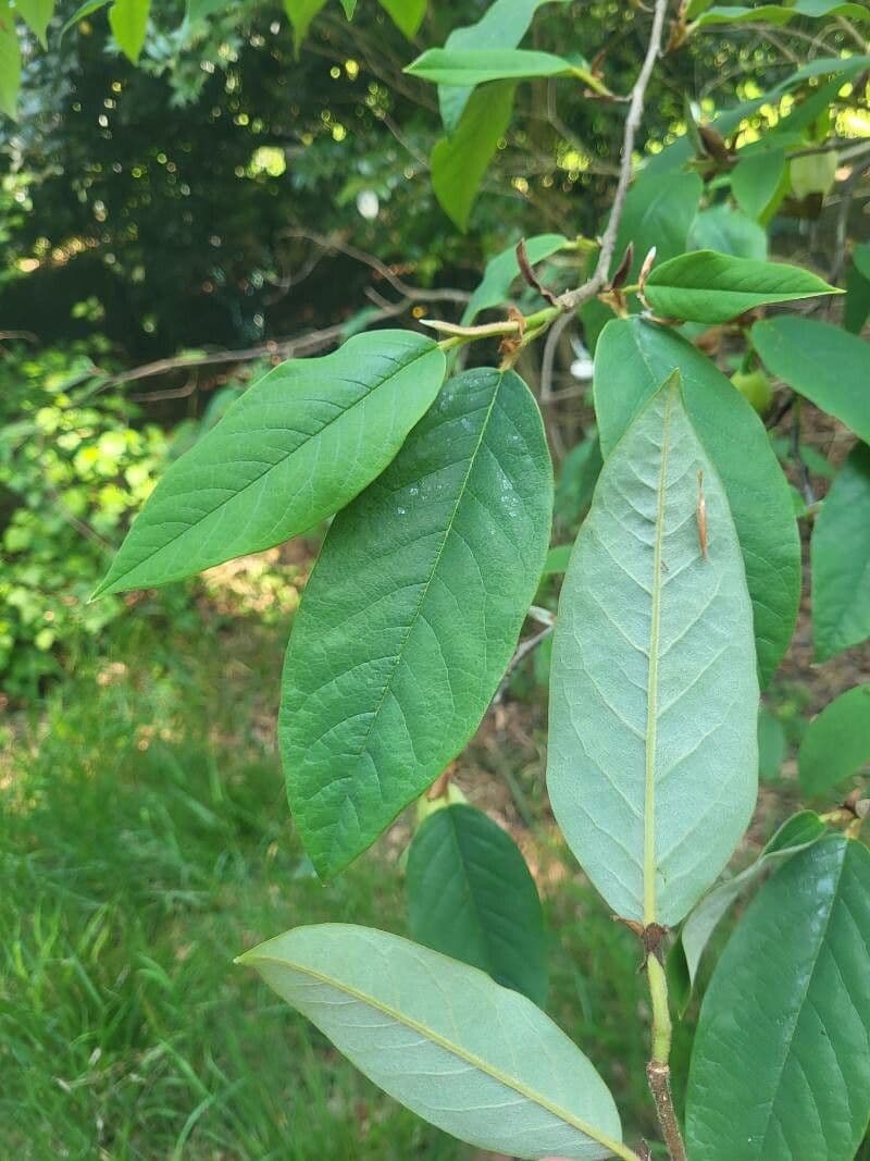 Magnolia 14
