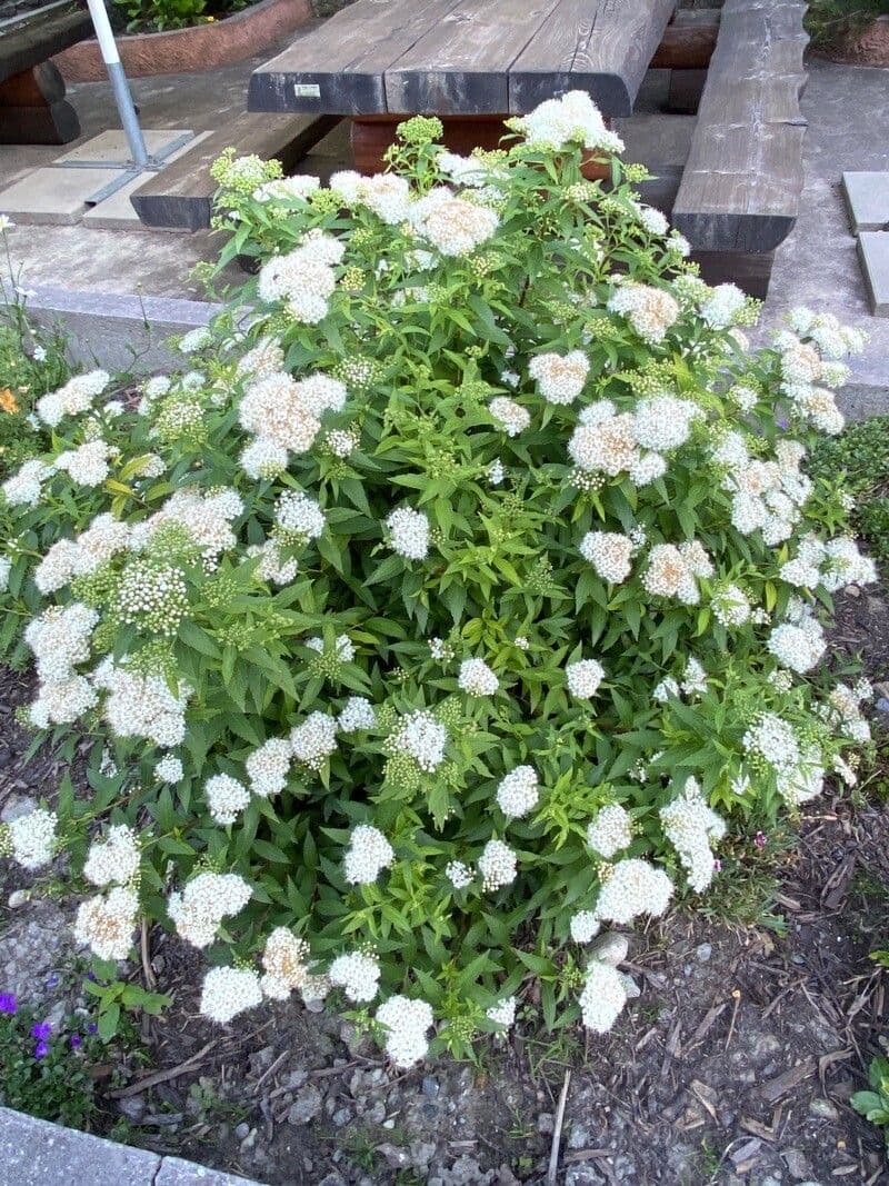 Spirea bianca 14