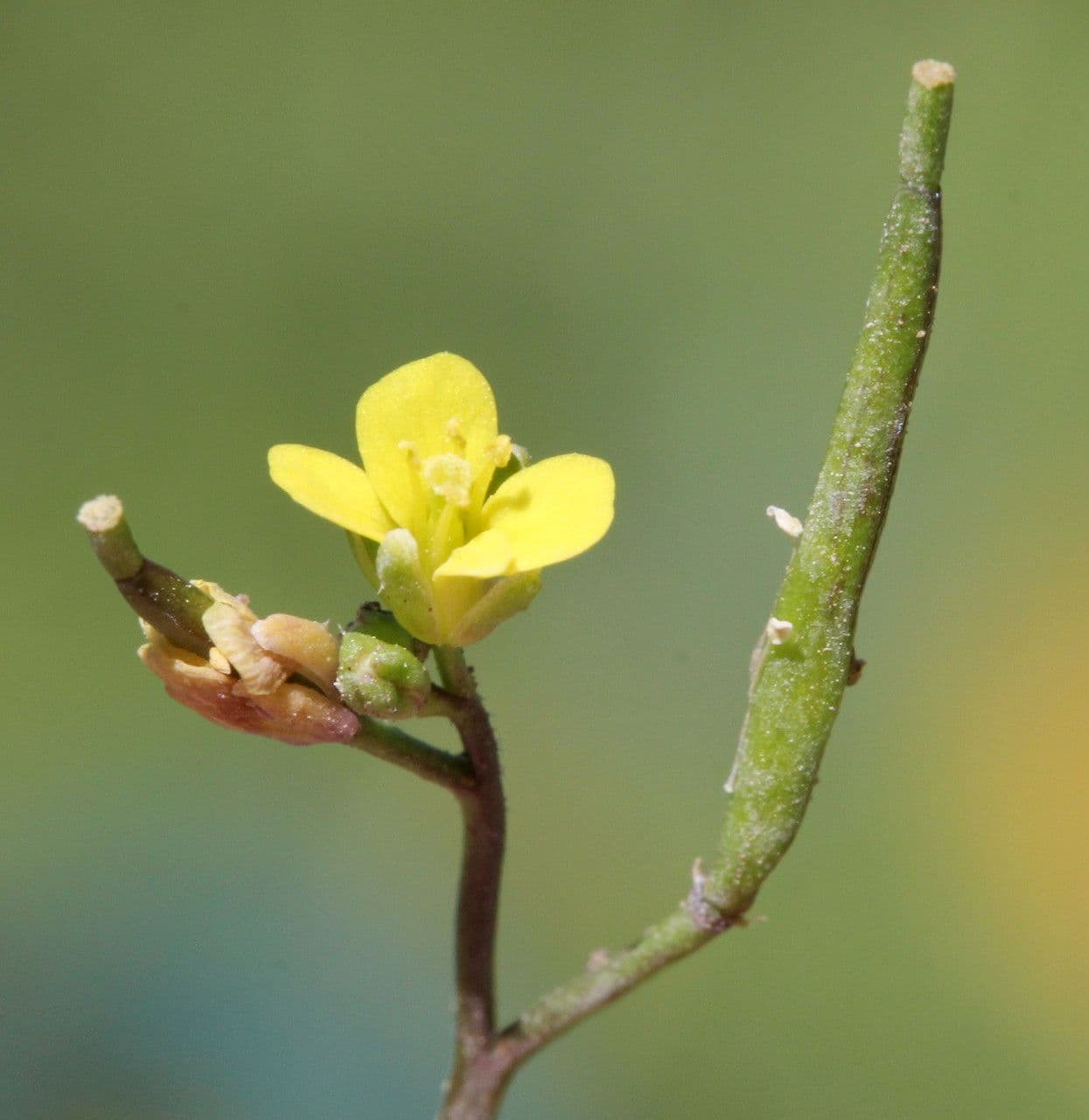 Erba moscatella 9