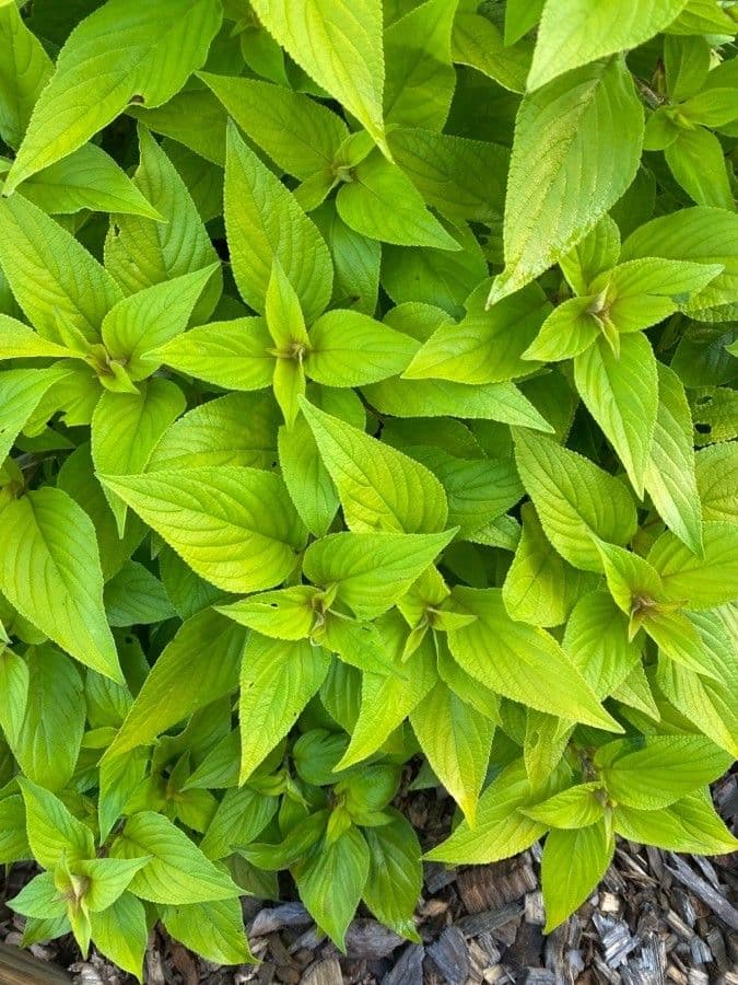 Salvia ananas 14