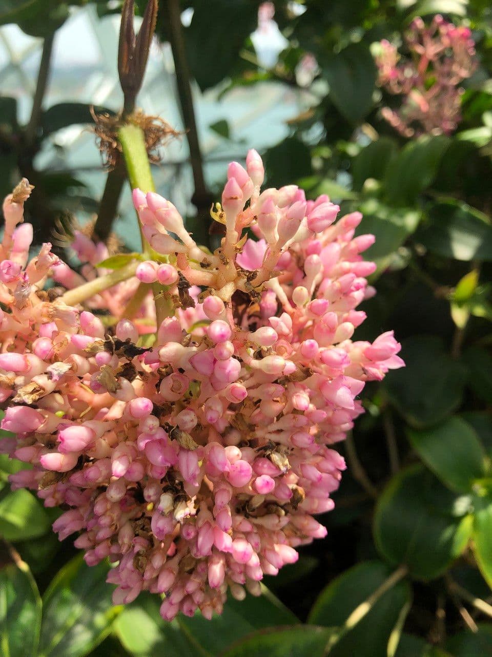 Medinilla 6