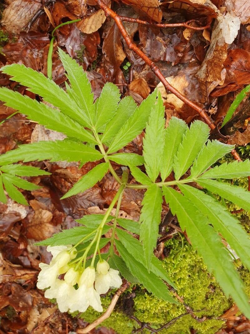 Cardamine 9