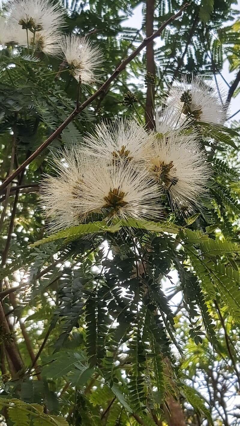 Albizia carbonaria 6