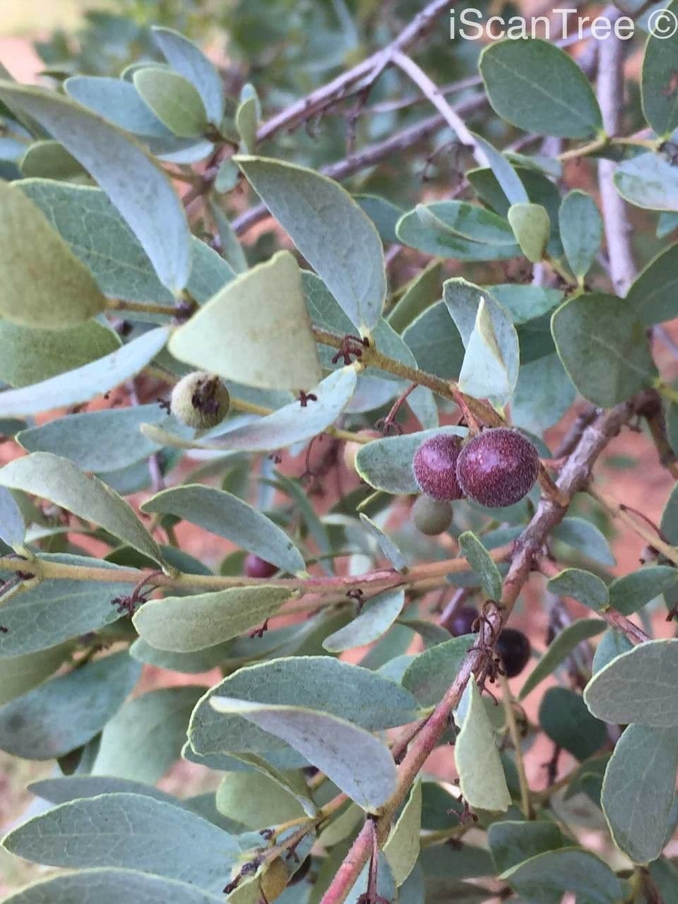 Euclea crépu 11
