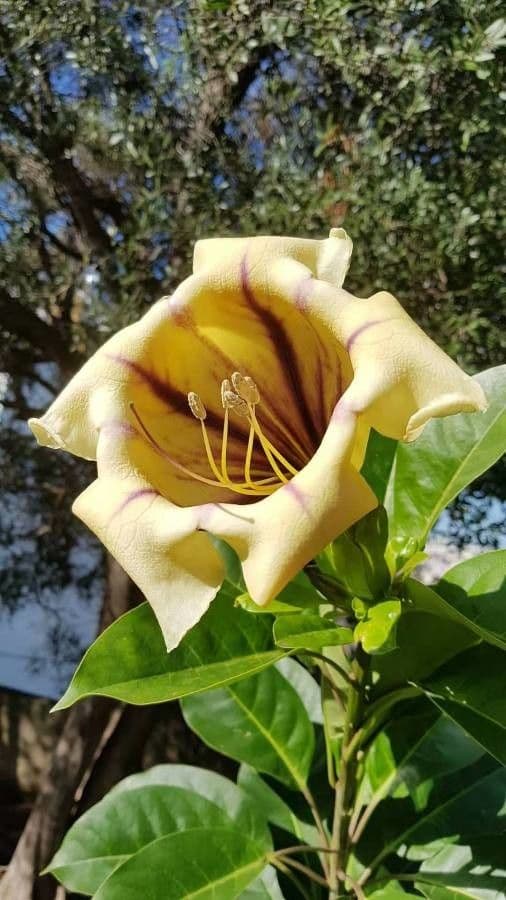 Kelchblume 4