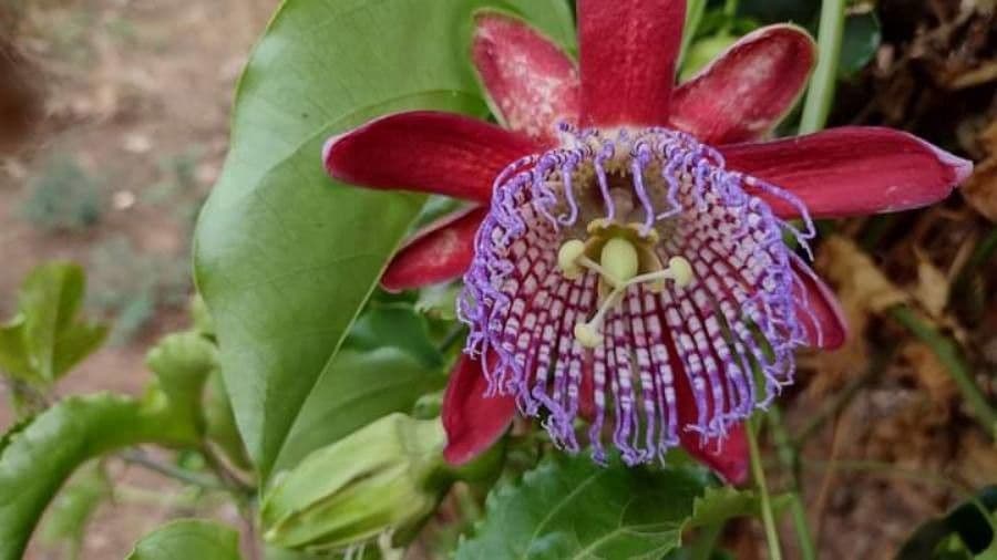 Passiflora 3