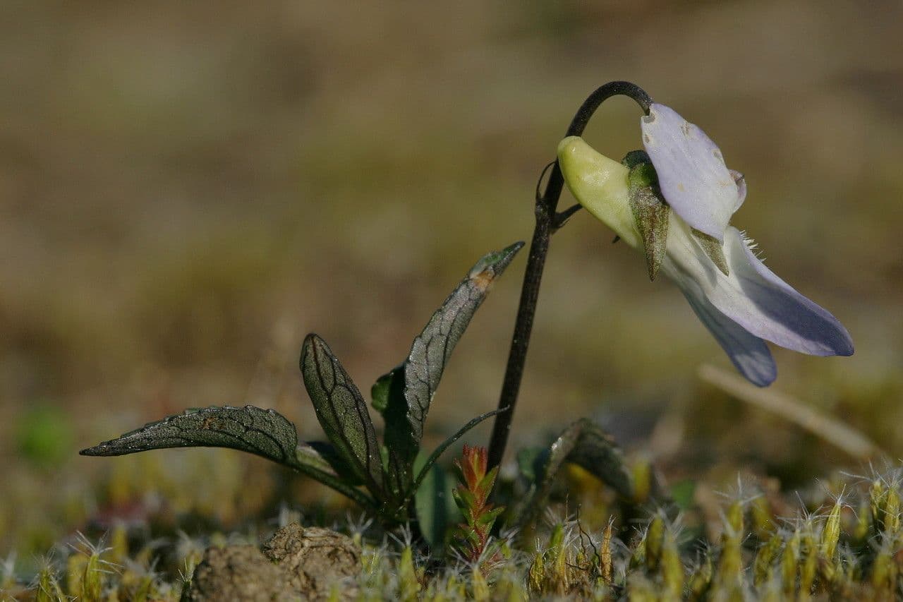 Viola pallida 10