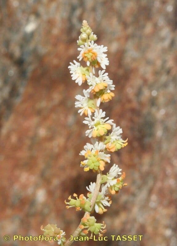 Sesamoides 3