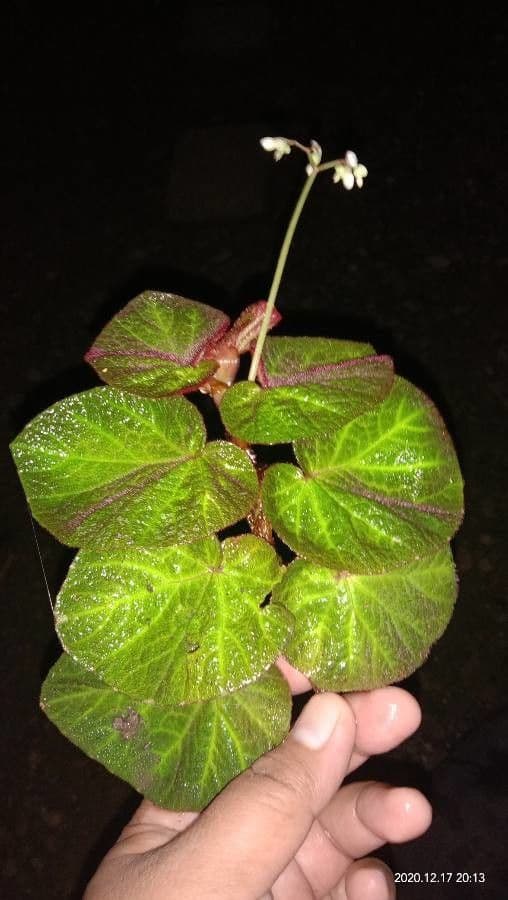 Begonia 2