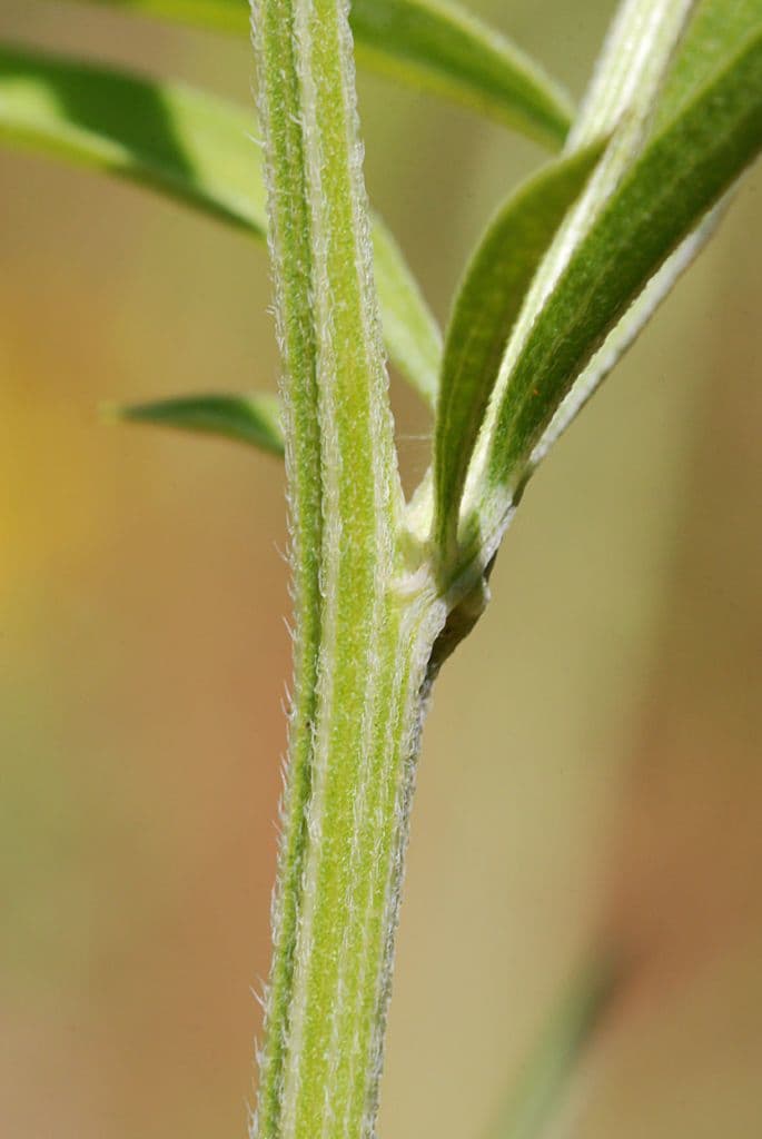 Ratibida pinnata 20