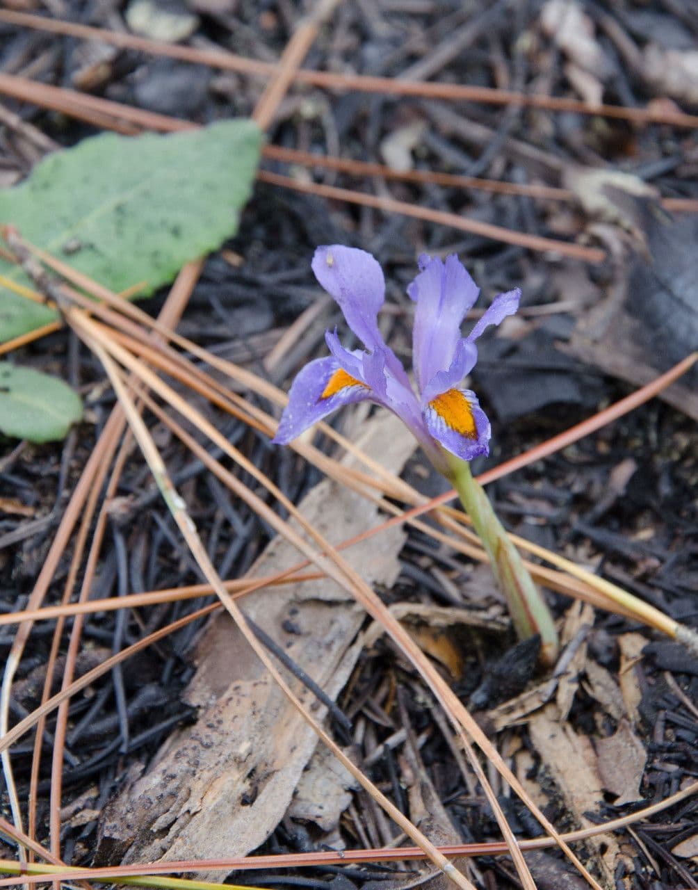 Iris verna 6