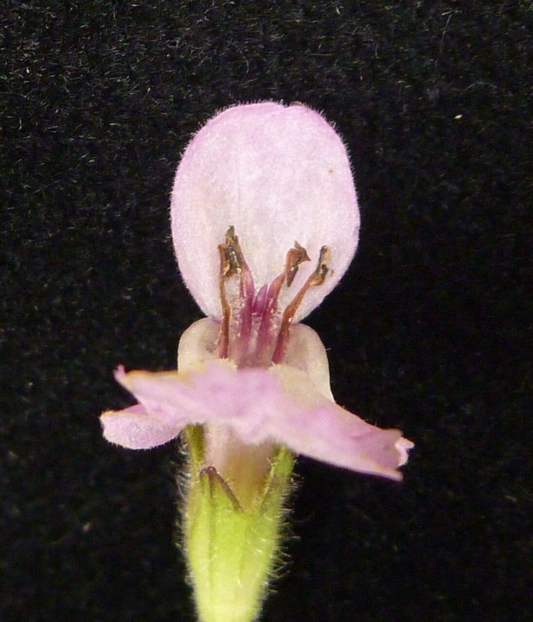 Stachys