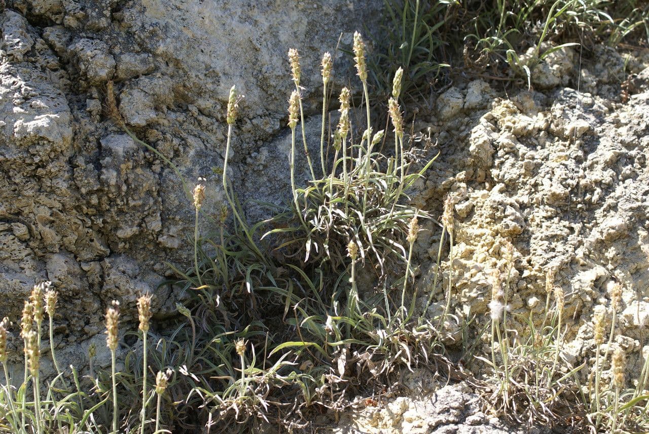 Piantaggine bianca 13