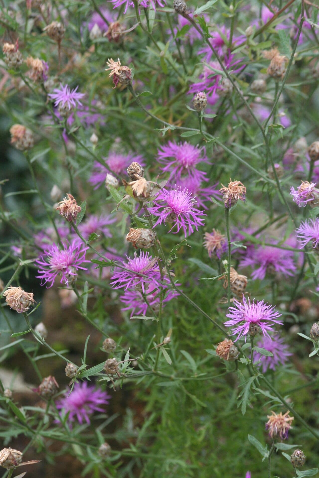 Centaurea margaritacea 3