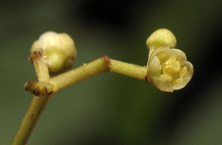 Ocotea 2