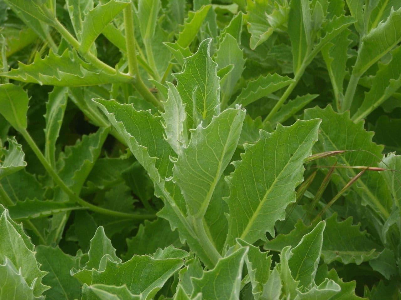 Andryala 15