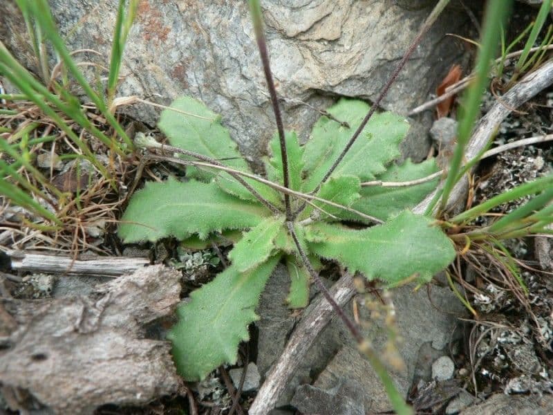 Arnoseris 13