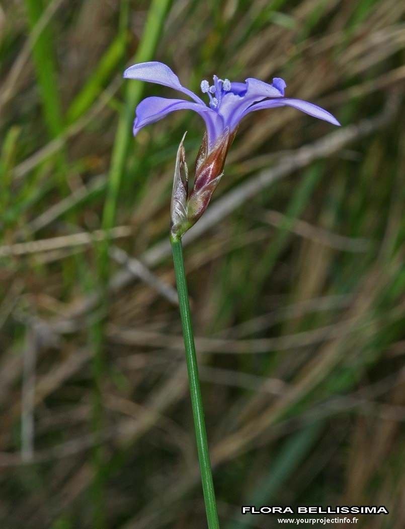 Afillante 25