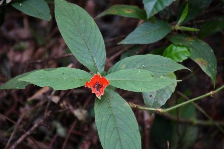 Palicourea tomentosa 9