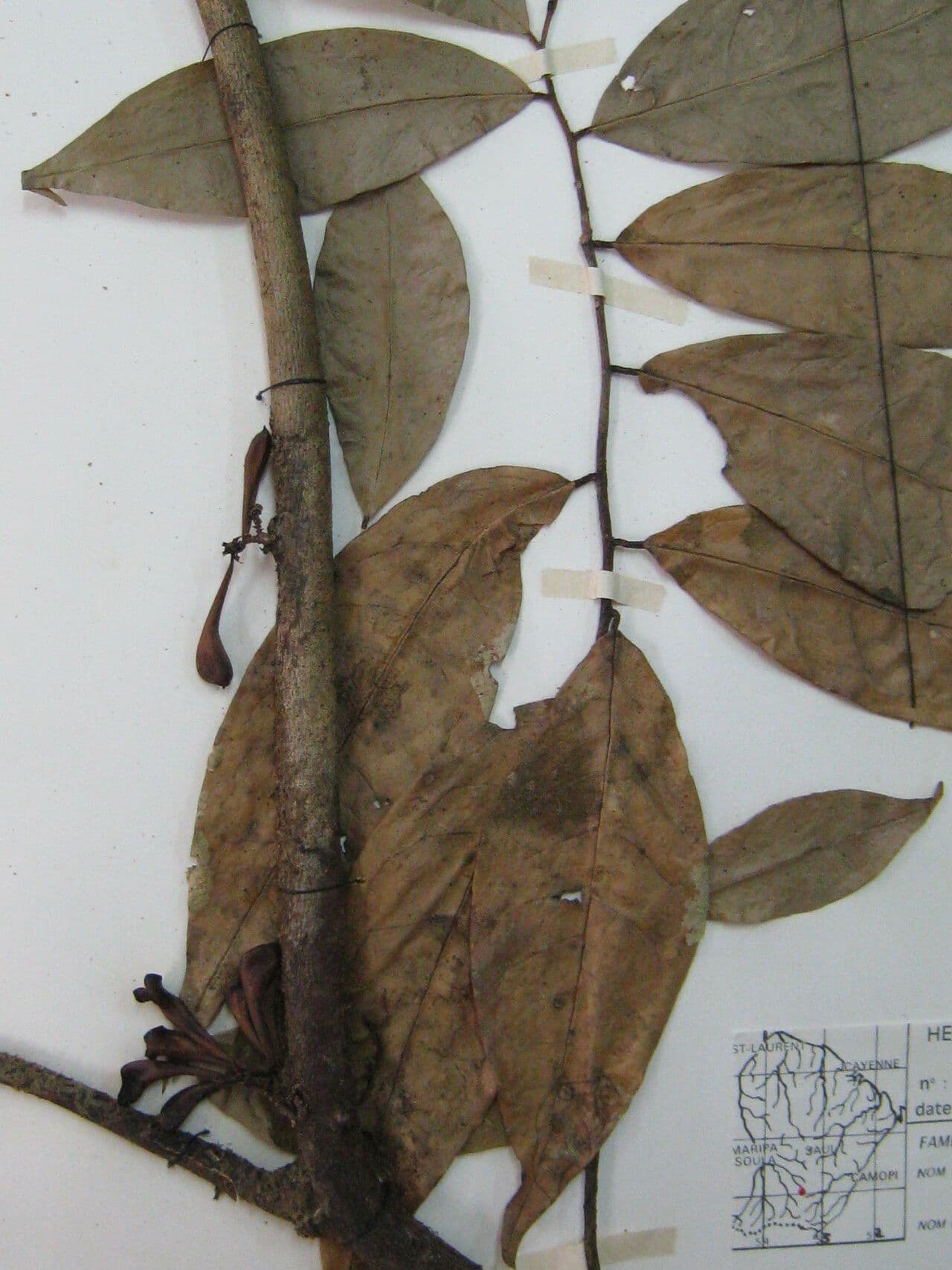 Anaxagorea 4