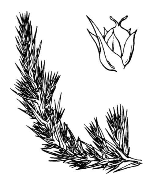 Polycnemum maius 21