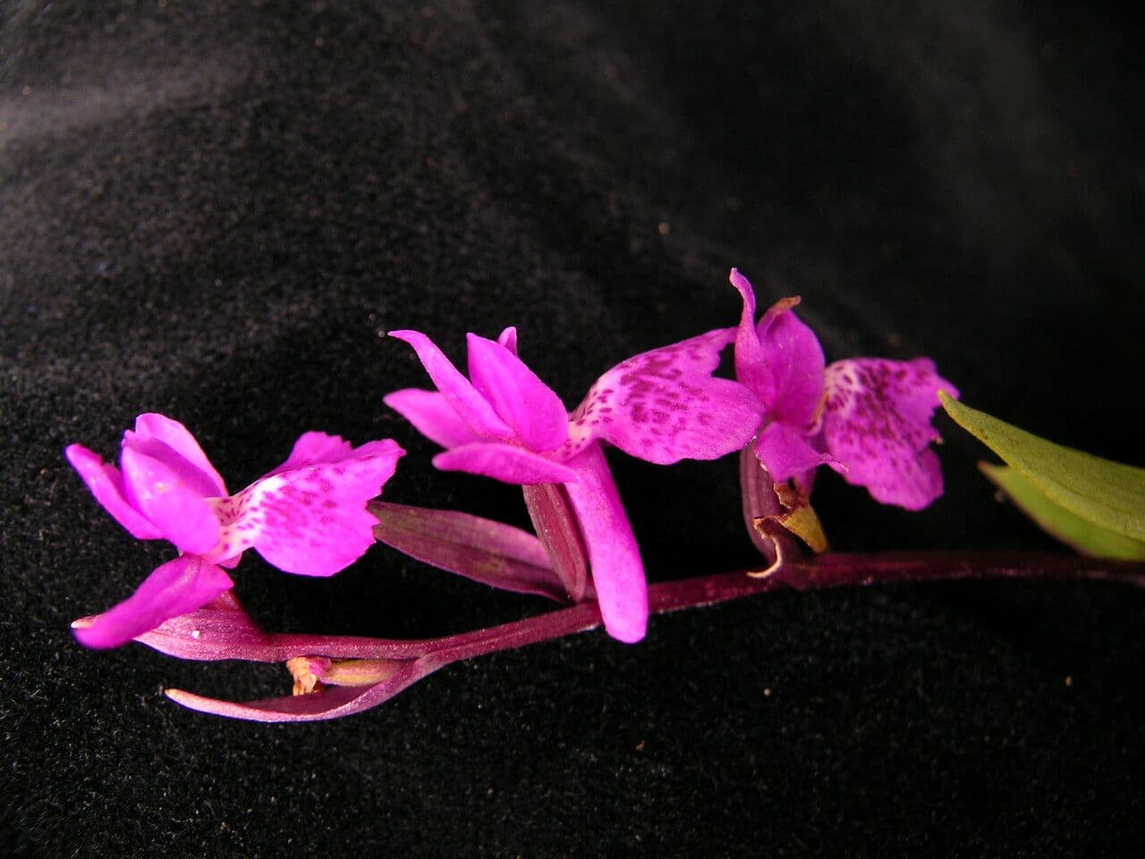 Ponerorchis chusua 5