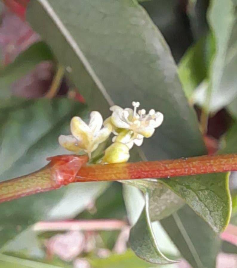 Muehlenbeckia 5