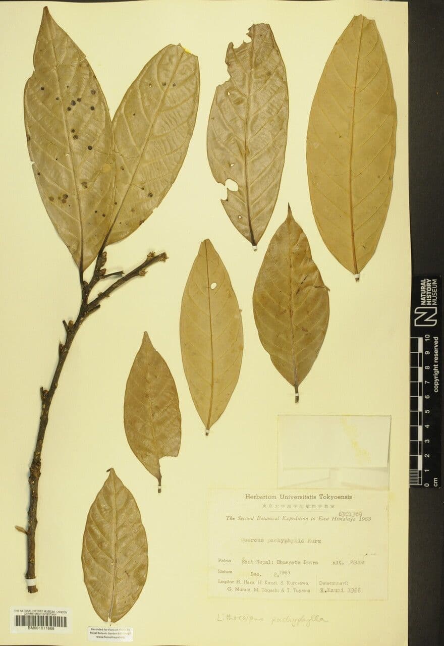Lithocarpus