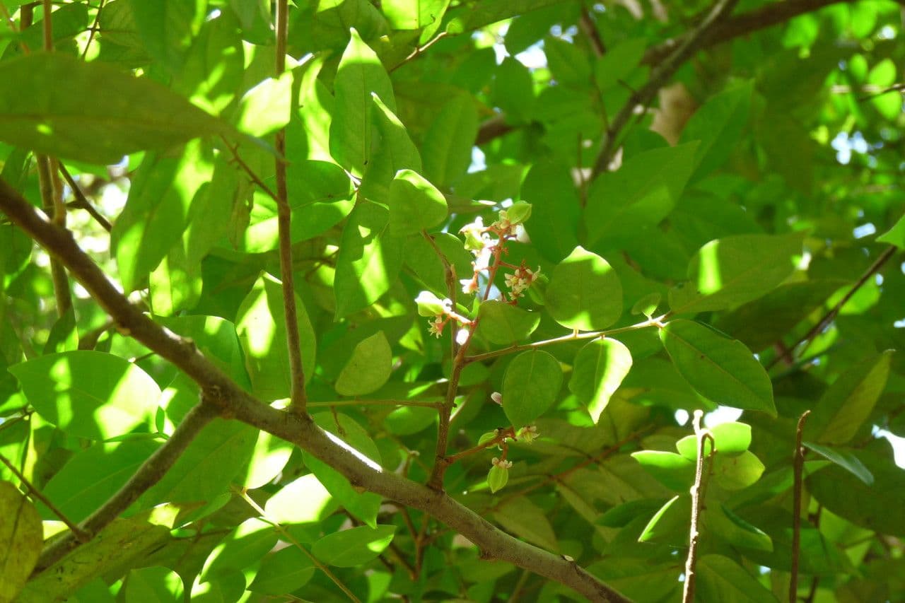 Karambole 29