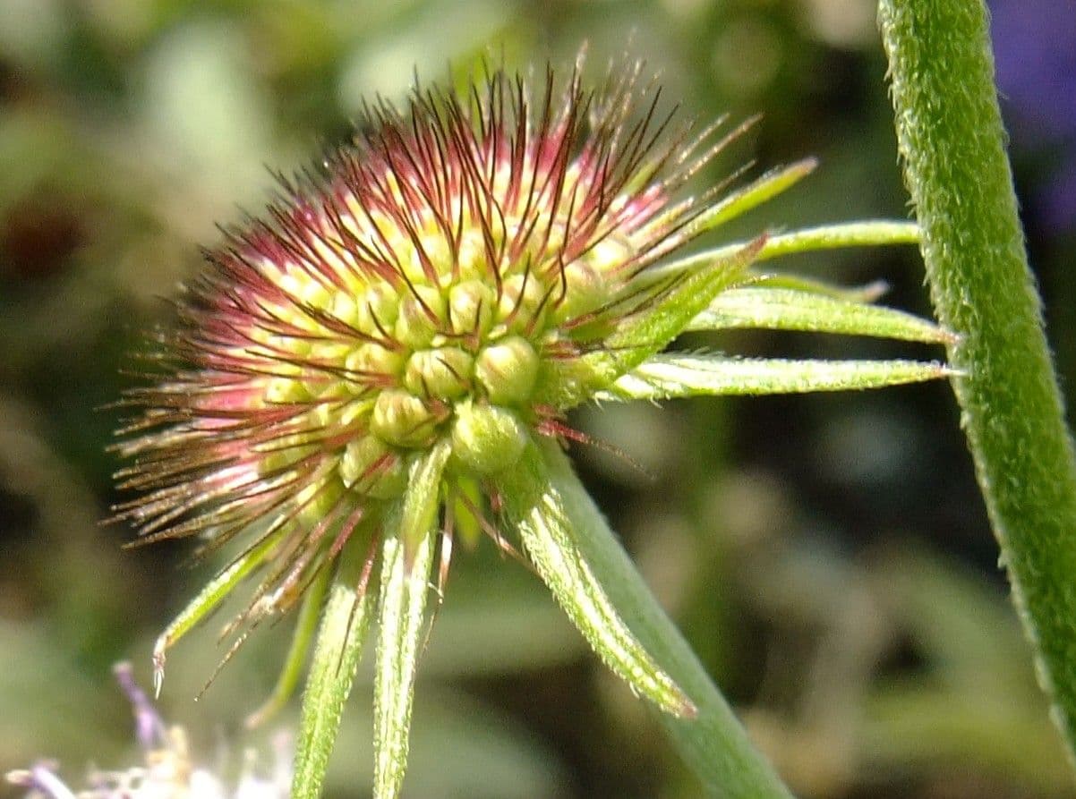Vedovina lucida 3
