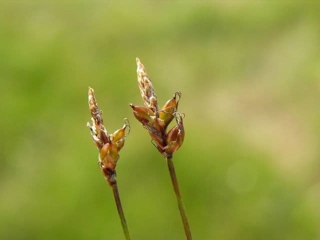 Carice ottusa 4