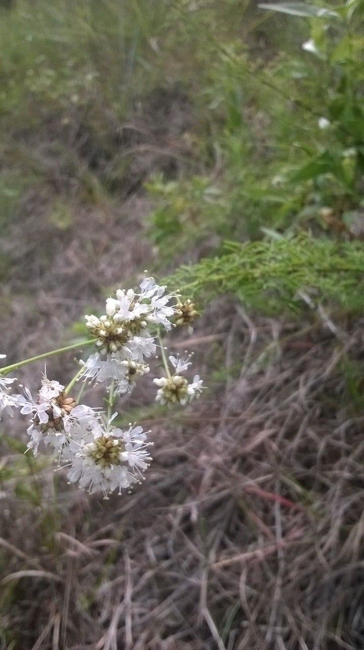 Dalea 4