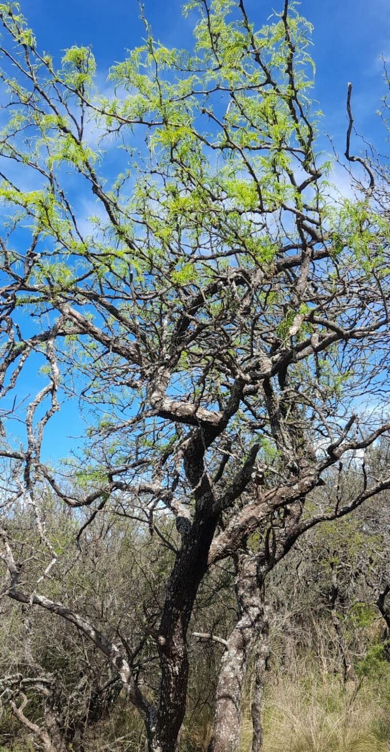 Mesquite