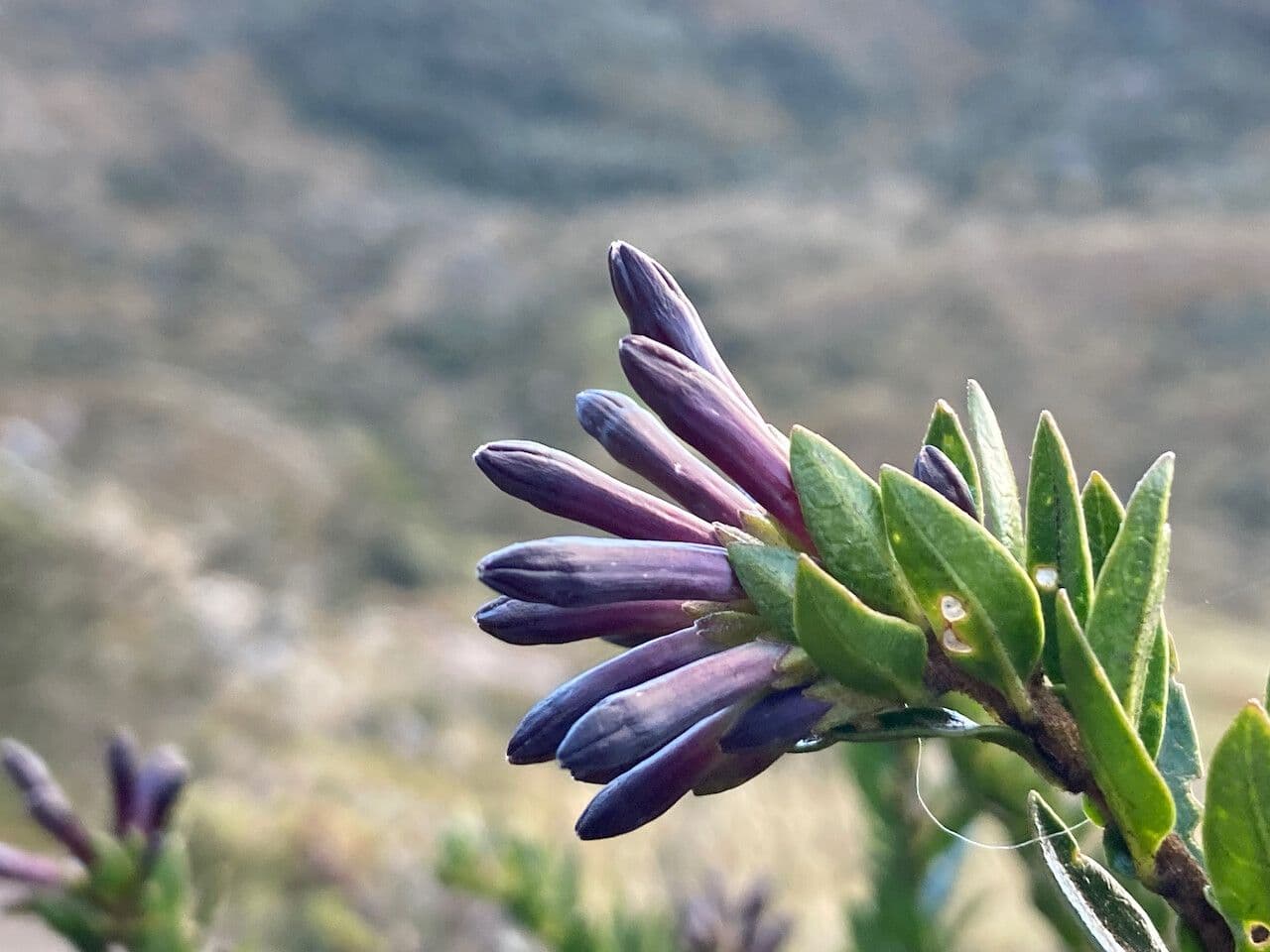 Cestrum 3