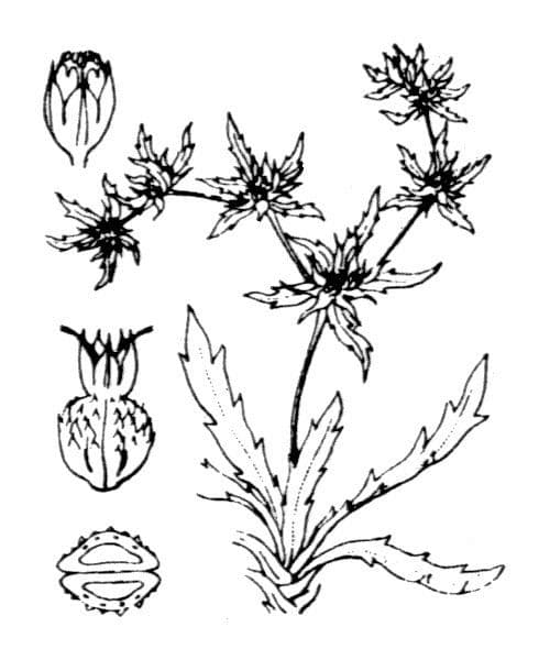 Ostropec 20
